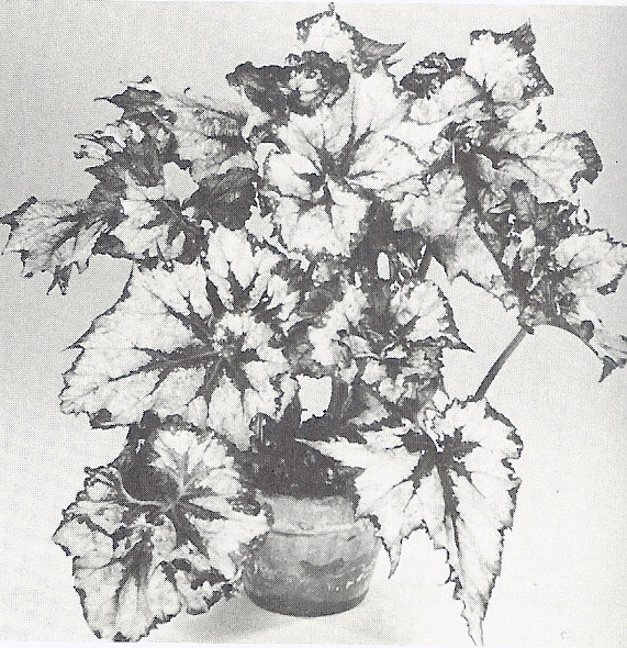 B. ‘Sunburst’
